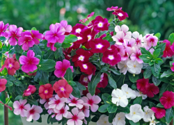 Безупречный катарантус цветет с весны до самых заморозков 