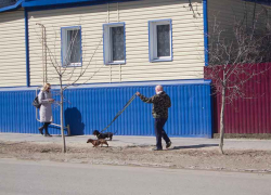 Не понимаю, почему в Камышине можно выгуливать собак на тротуаре центральной улицы без намордников? - камышанка