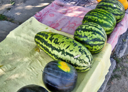 Камышане оценили "длинные" арбузы