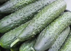 Камышан сманивают на огуречные плантации в Волжском хорошей зарплатой и бесплатными обедами