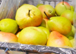 В Камышине садоводы, сумевшие сохранить груши, выложили их на прилавки рынка по 400 рублей