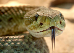 Шок: в Саратовской области девушка умерла на кладбище от укуса гадюки