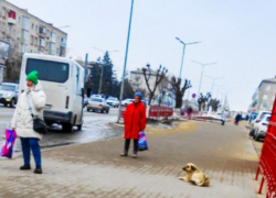 В Камышине чиновники в бюджете нашли деньги на отлов и стерилизацию... 11-ти бродячих собак?