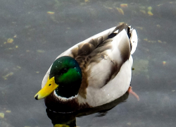 В Камышине набережная с утками стала фотозоной номер один поздней осенью