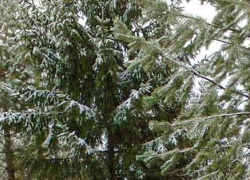 Под Камышином в лесопосадке обнаружен труп мужчины - предположительно исчезнувшего и разыскиваемого полицией