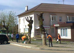 "Какая-то насмешка - белить эти обрубки!" - камышанка