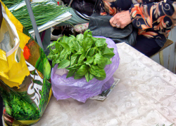 В Камышине самую дорогую зелень к столу продают по 60 рублей за пучок