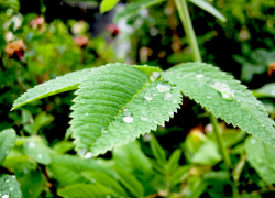 Камышин вступил в полосу дождя