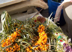 Облепиховый "бизнес" камышинских бабушек процветает