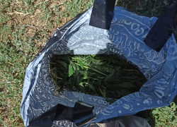 В Камышине полицейские задержали подозреваемую в хранении наркотиков