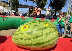 Арбуз-победитель в Камышине потянул на 60 килограммов, а его "автор" сказал, что на бахче надо работать головой, а не руками