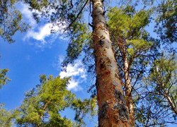 Камышанам в леса вход по-прежнему воспрещен