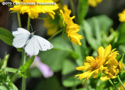 За 10 дней до конца лета Камышин "прожарит" как следует: погодная повестка на 21 августа