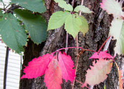 В Камышине похолодает до +8 градусов