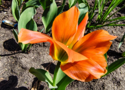 Камышин опять на пороге дождя: погодная повестка на 21 апреля