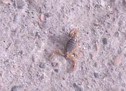 Камышанам на улице Гороховской "попозировал" скорпион
