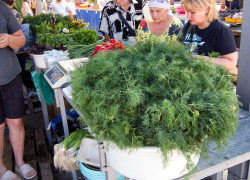 В Камышине в середине июля килограмм укропа стоит вдвое дороже килограмма огурцов