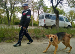 Собаки, имеющие хозяев, больше не могут гулять в Камышине сами по себе