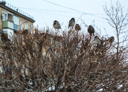 Распутица с холодным ветром: погода в Камышине 3 марта