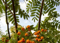 Камышане почувствуют легкое дыхание осени: погодная повестка на 24 сентября