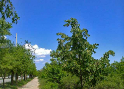 В Камышине у забора бывшего ХБК обнаружили труп