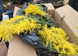 В Камышин к Женскому дню вернулись морозы