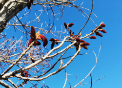 Заморозки до -3-х объявили в Волгоградской области  из-за Норвежского циклона