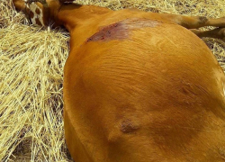 Стадо беременных коров хладнокровно расстреляли из-за мести, - "Блокнот Волгограда"