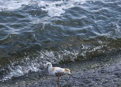 Тело женщины с татуировкой в виде звезды нашли на берегу водохранилища, - "Блокнот Волгограда"