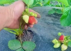 Камышане показали в соцсетях, какой спелости достигла местная клубника