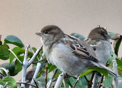 В Камышине в воскресенье 27 октября сохранится хорошая осенняя погода: +9 - и никаких дождей (ВИДЕО)