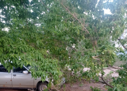 "Бомжи уже создали на упавшем дереве "гостевой дом", а убирать его никто не собирается? - камышанин
