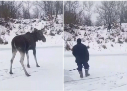В 250-ти километрах от Камышина провалились под лед два лося, спасти удалось только одного (ВИДЕО)