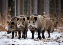 Пять кабанов за месяц разрешили отстрелить в Камышинском районе