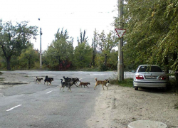В жалобах камышан в администрацию города бродячие собаки заняли "ведущие позиции"