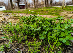 В Камышине ночью 6 апреля едва не дошло до заморозков, такое наступило похолодание!