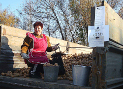 Камышинский фотохудожник показал ностальгический репортаж, когда в День сельхозработников пели, жарили шашлыки,  а картошка стоила 5 рублей