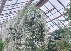 Жасминовый каскад среди зимы: оранжереи Волгоградского регионального ботанического сада наполнил упоительный аромат