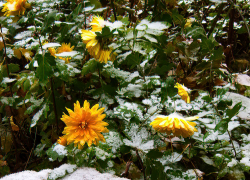Названа дата появления первого снега в Волгоградской области, - "Блокнот Волгограда"