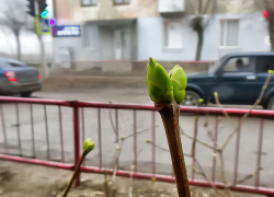 Дожди сдерживают "взрыв" весеннего тепла в Камышине: погода на последний день марта