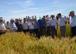 Аграрии собрались на семинар в полях Камышинского района, чтобы обсудить, на какую пшеницу делать ставки