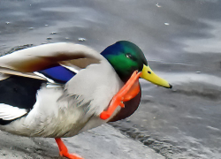 В Камышине погода с 10 апреля взяла курс на осторожное потепление (ВИДЕО)