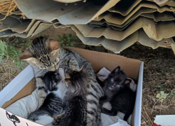 Сердобольные камышане пристраивают измученную выброшенную кошку с котятами