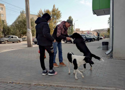 Невероятно трогательную историю про сбитую собаку и бабушку со стулом рассказала камышанка в соцсетях