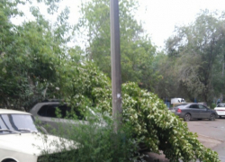 Ночной шторм массово повалил деревья в Волжском и Волгограде, - "Блокнот Волгограда"