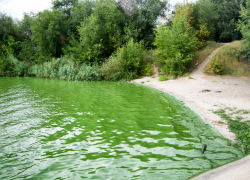 Жара оставила после себя в Камышине "тонны" зелени на воде, камышане "подкинули" мусора на берега
