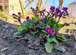 В Камышине у подъездов расцвели нежные примулы