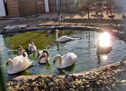 В Камышине административная газета "Диалог" объявила, что лебеди из парка отбыли на зимнюю передержку