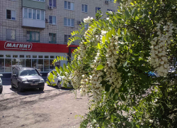 Камышане могут настраиваться на "медовое лето"