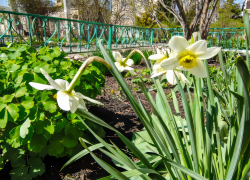 Замечательный теплый день обещает камышанам природа сегодня, 17 апреля, - перед субботним космическим штормом